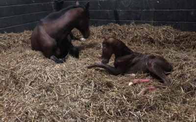 Our first foal of the season