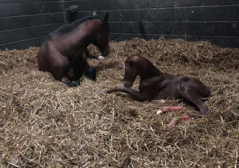 Our first foal of the season